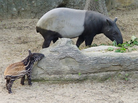第三组：马来貘 Team 3: Malayan Tapir